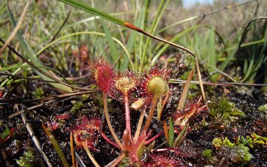 Sundew plant pictured in a boggy habitat