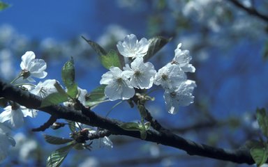 Close-up of the white flowers on a wild cherry branch, against a blue sky.
