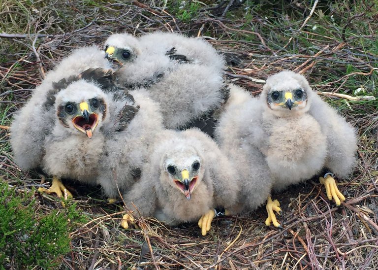 Four fluffy hen harrier chicks sat in a nest
