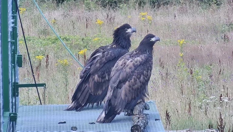 Pair of white-tailed eagles