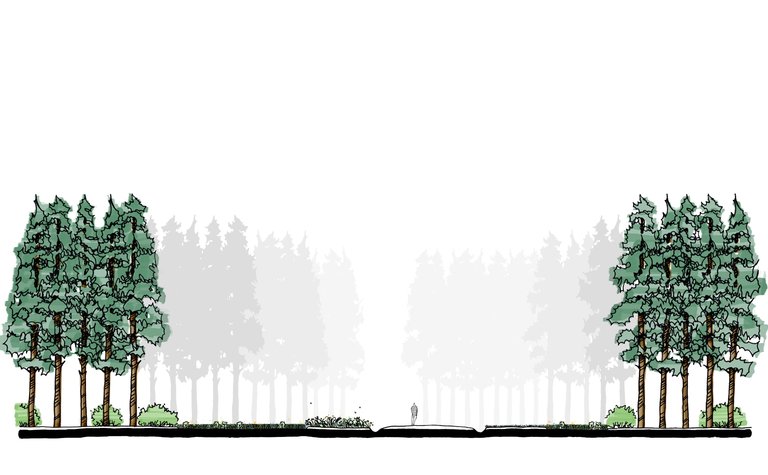 A digital sketch showing a wide track between two trees with neat vegetation alongside