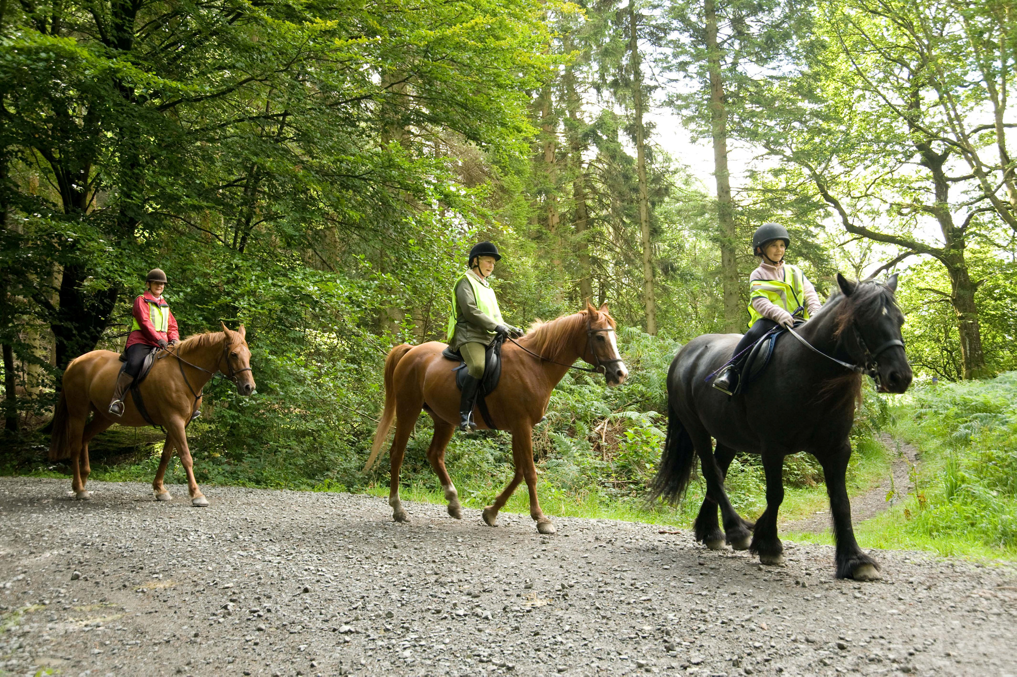Horse riding at Grizedale | Forestry England