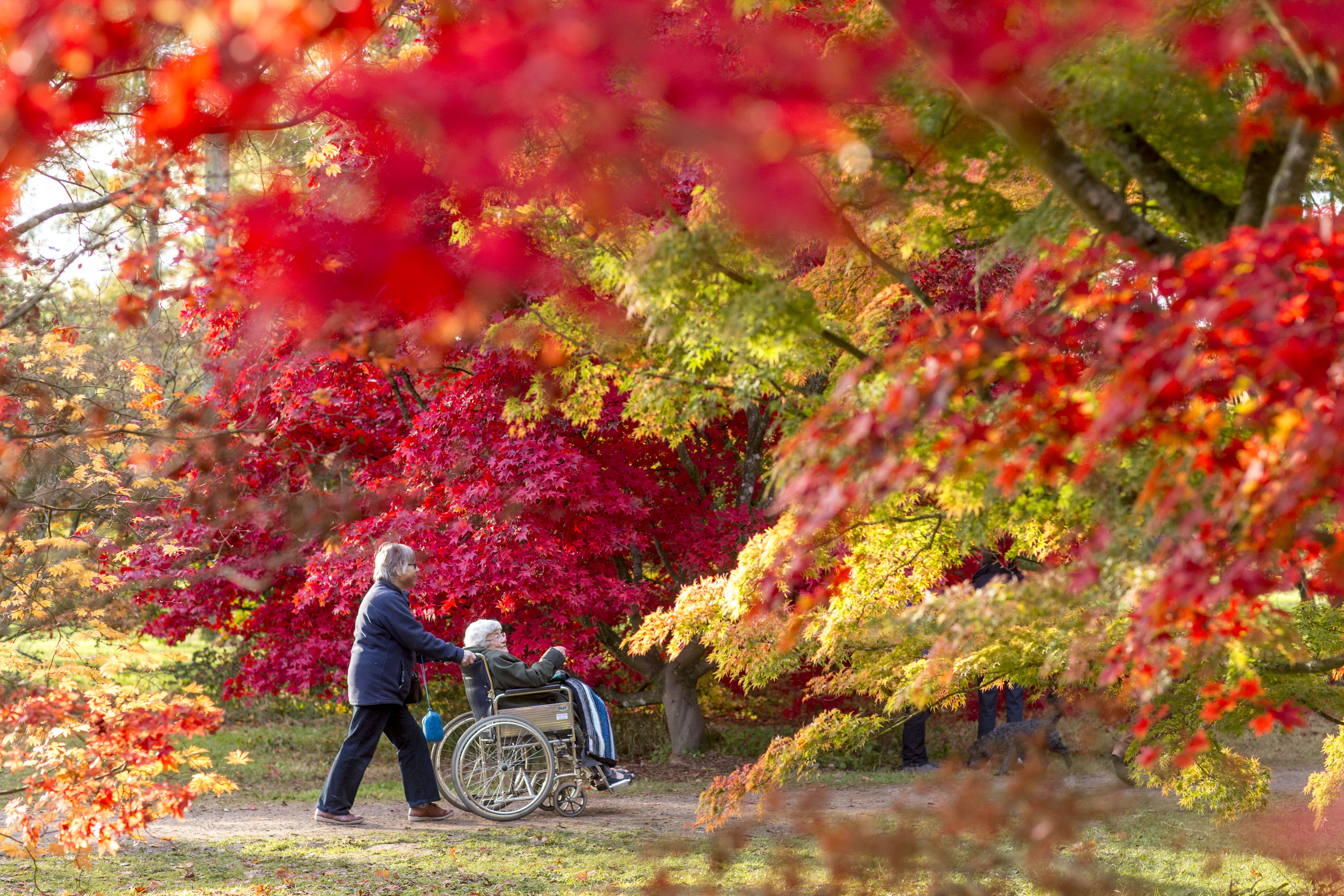 Britain is set for a 'spectacular' autumn - with colours even more