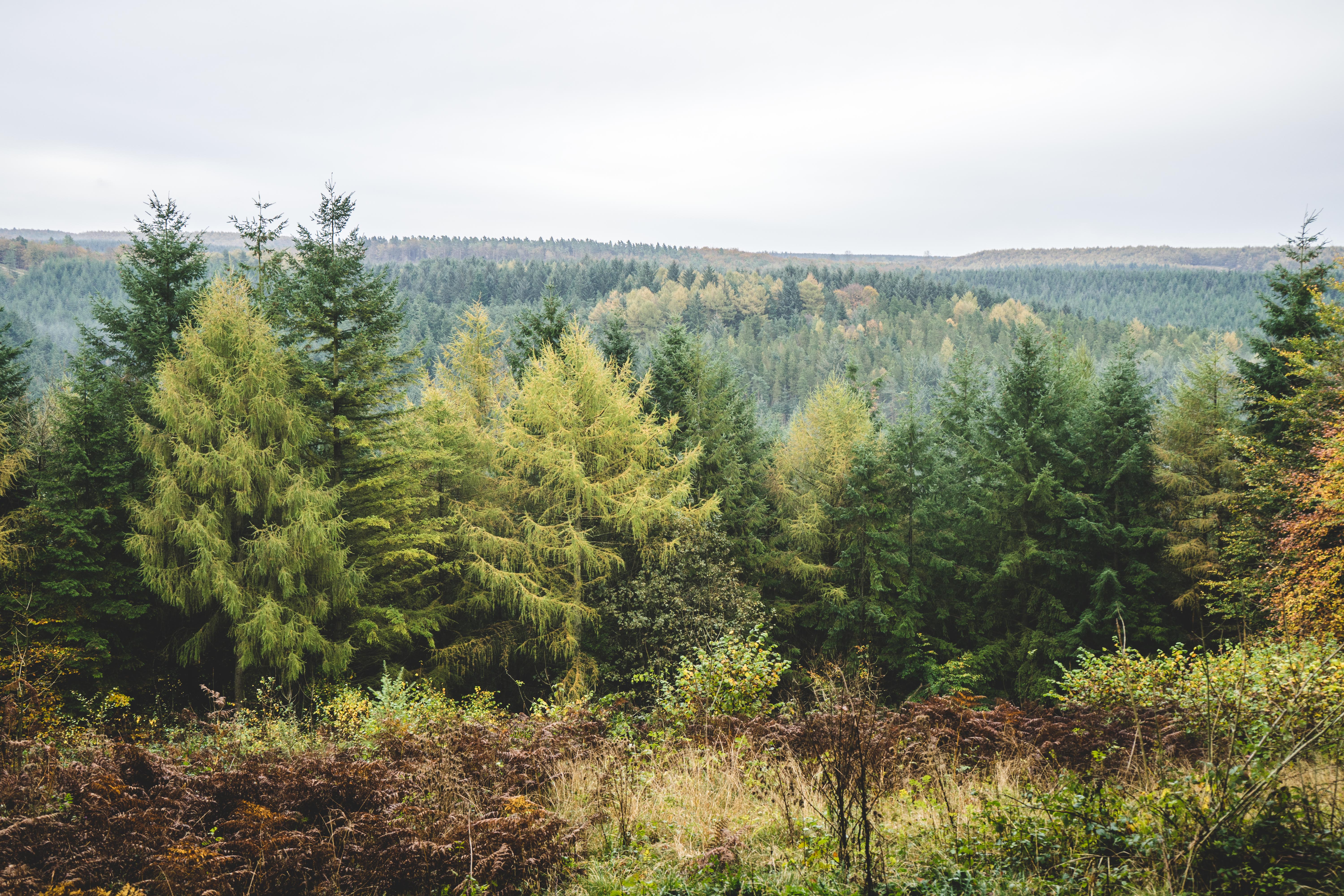 www.forestryengland.uk