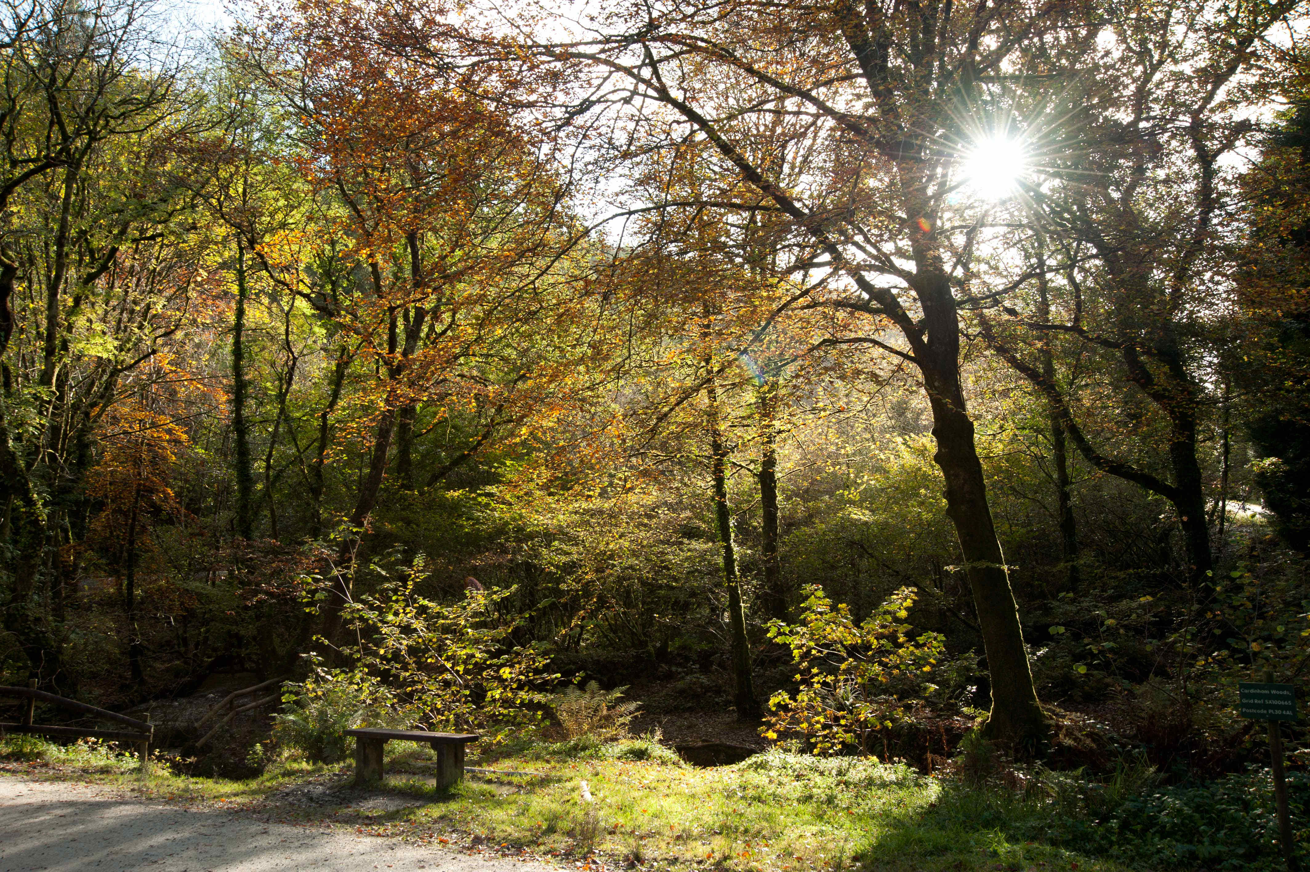 Cardinham Woods | Forestry England