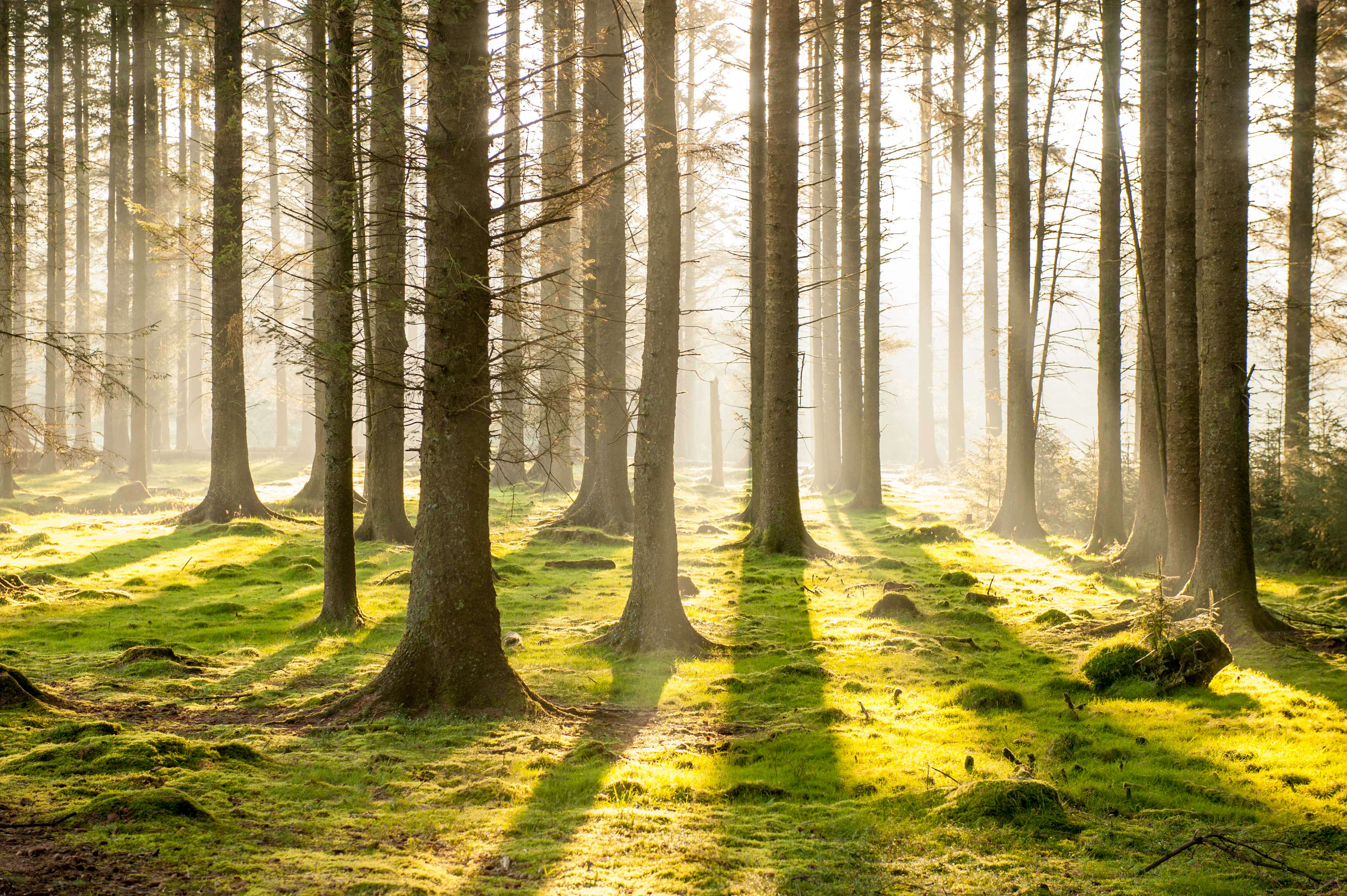Bellever forest forestry england