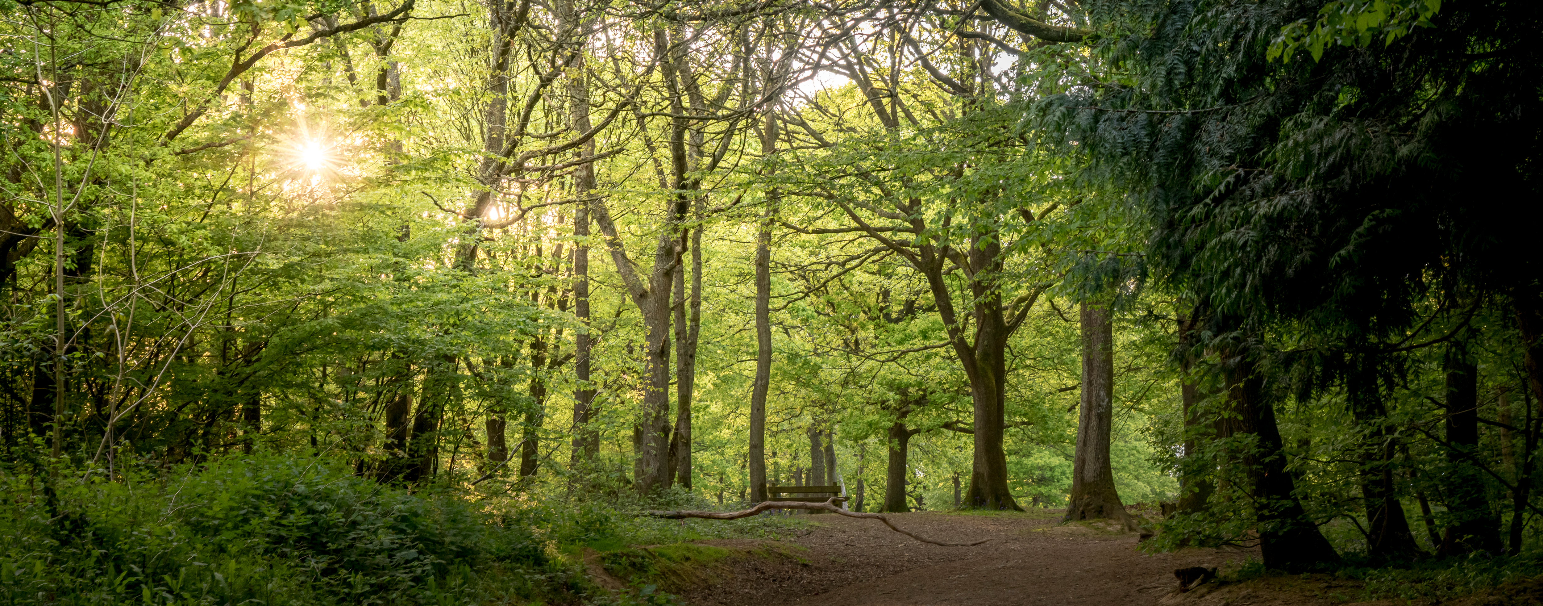Sun shining through dense tree canopy onto walking path
