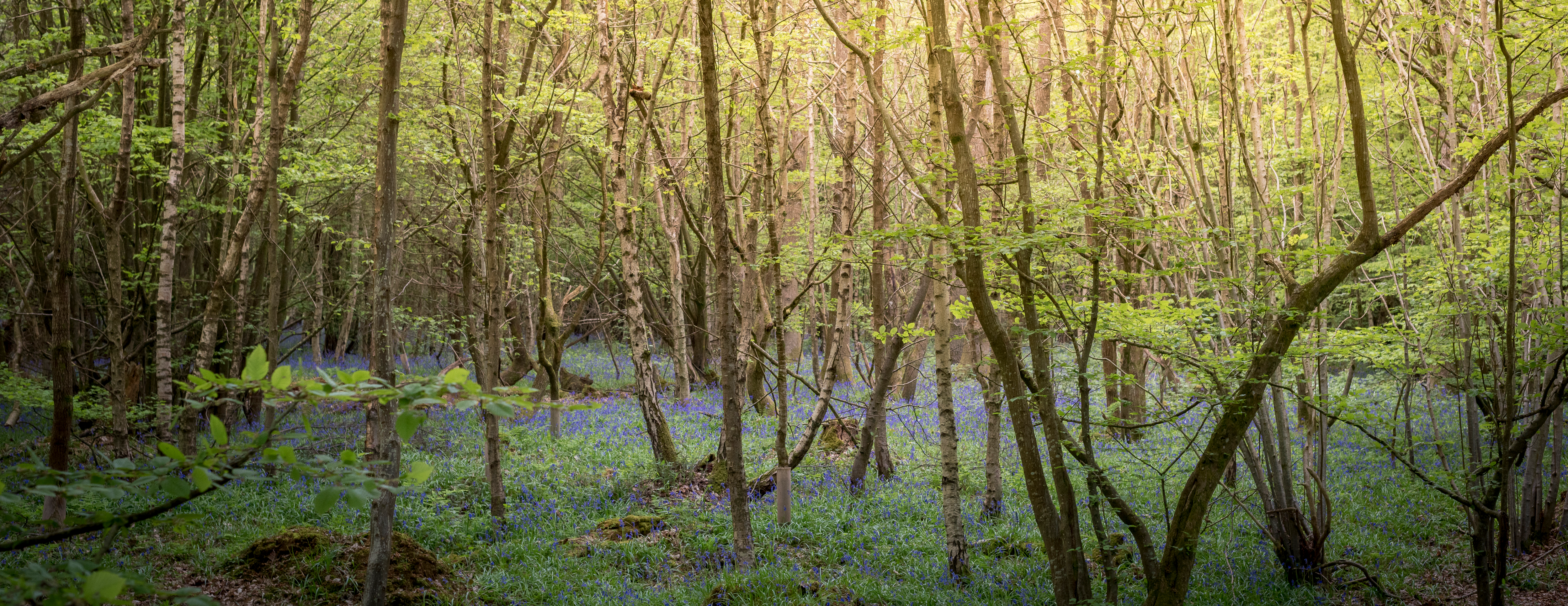 Forest floor covered in bluebells