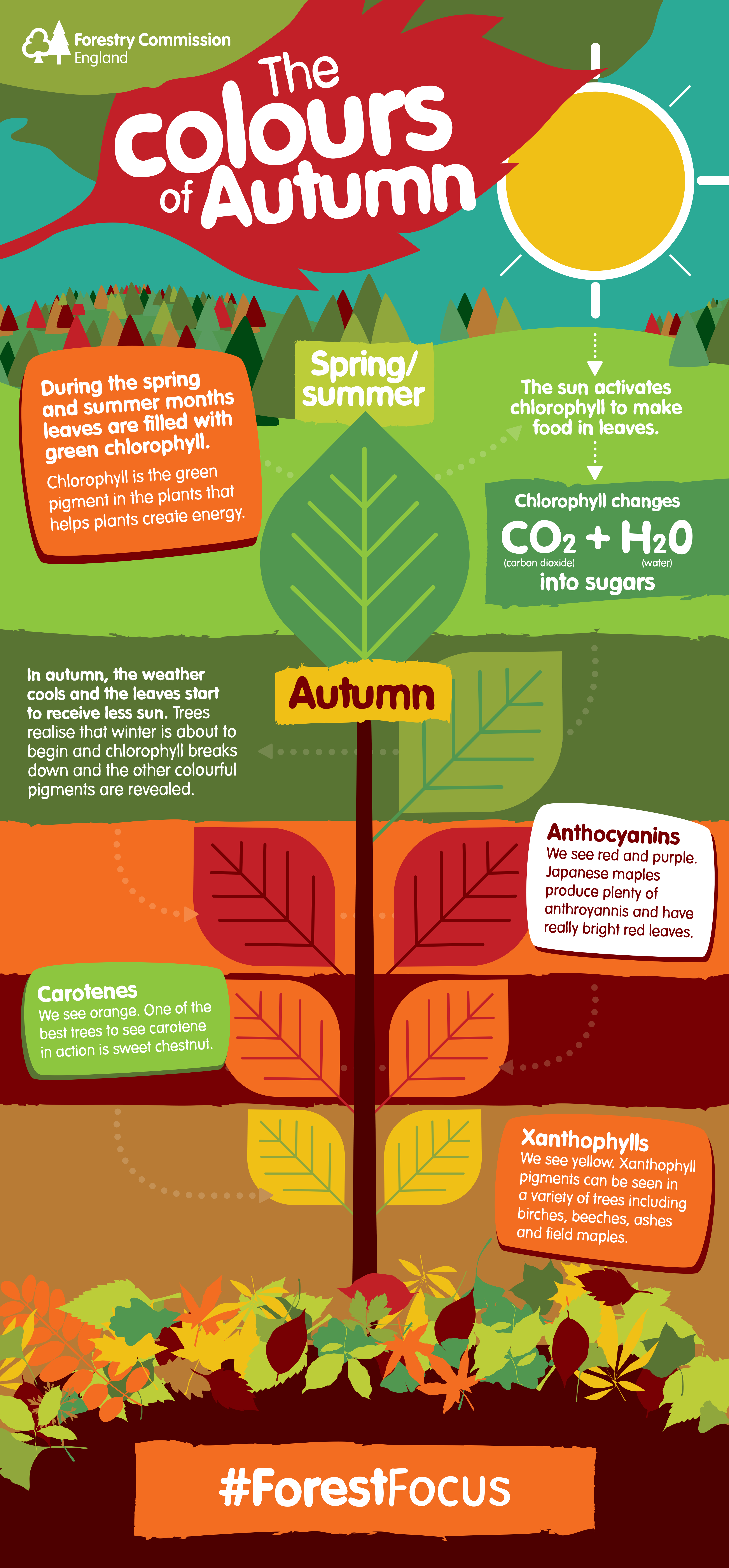 Why do leaves change colour in autumn? | Forestry England