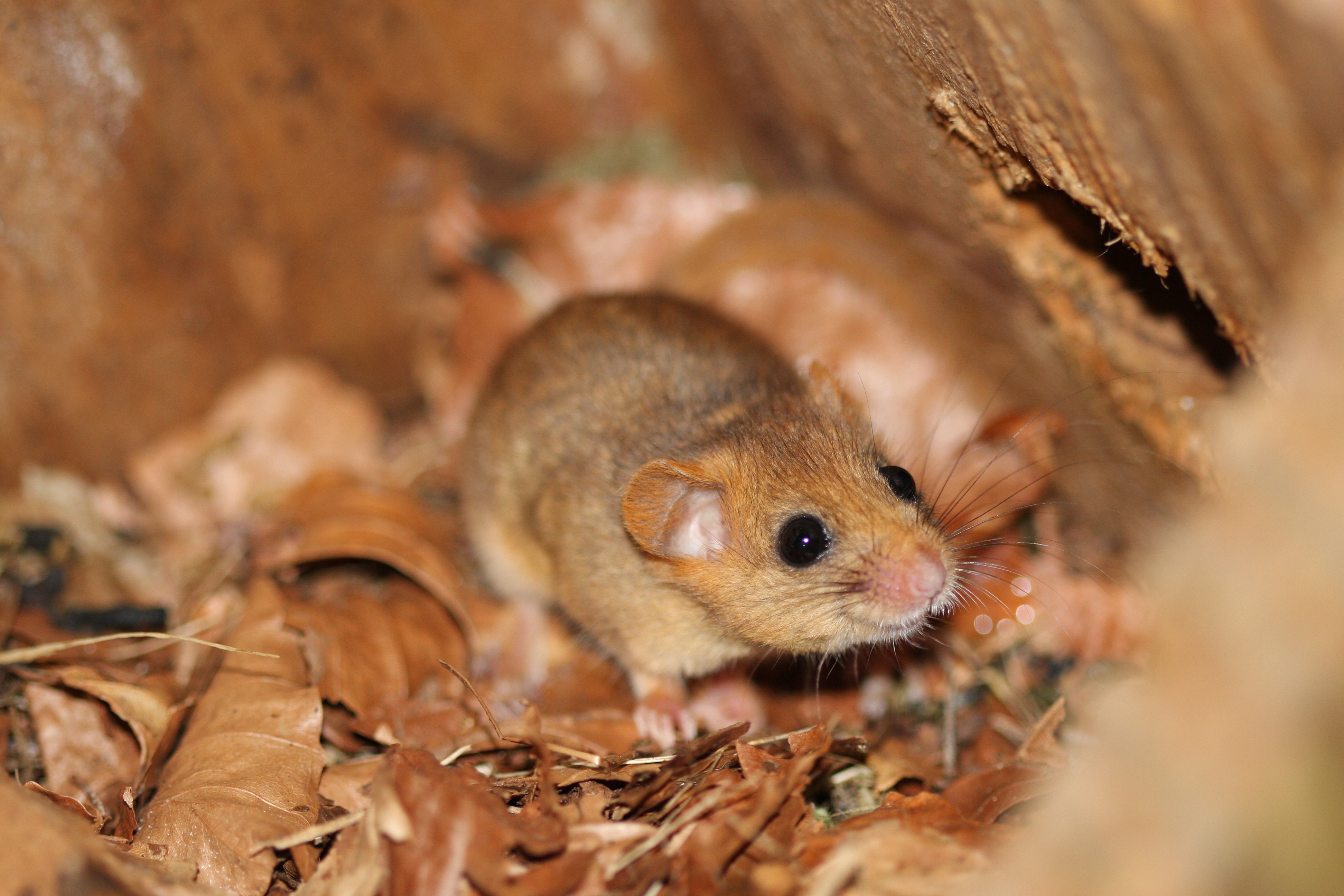 Common dormouse in nest box