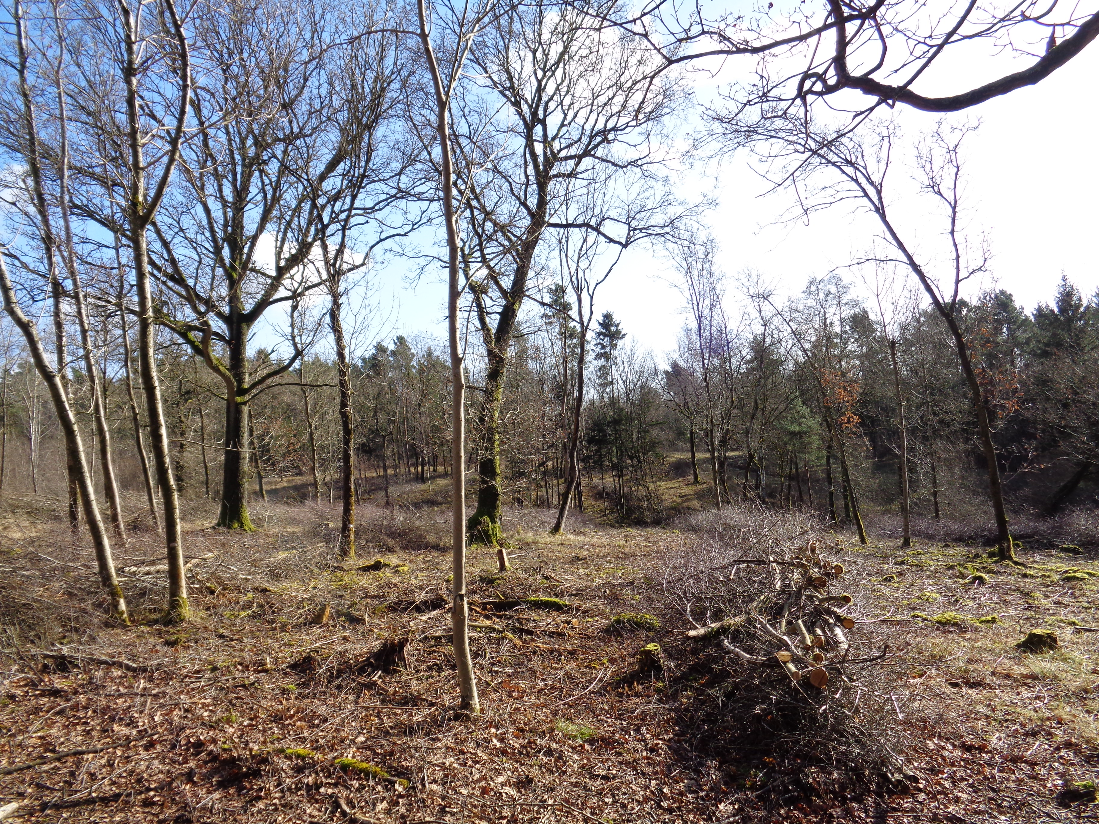 Braydon Woods trees in field 