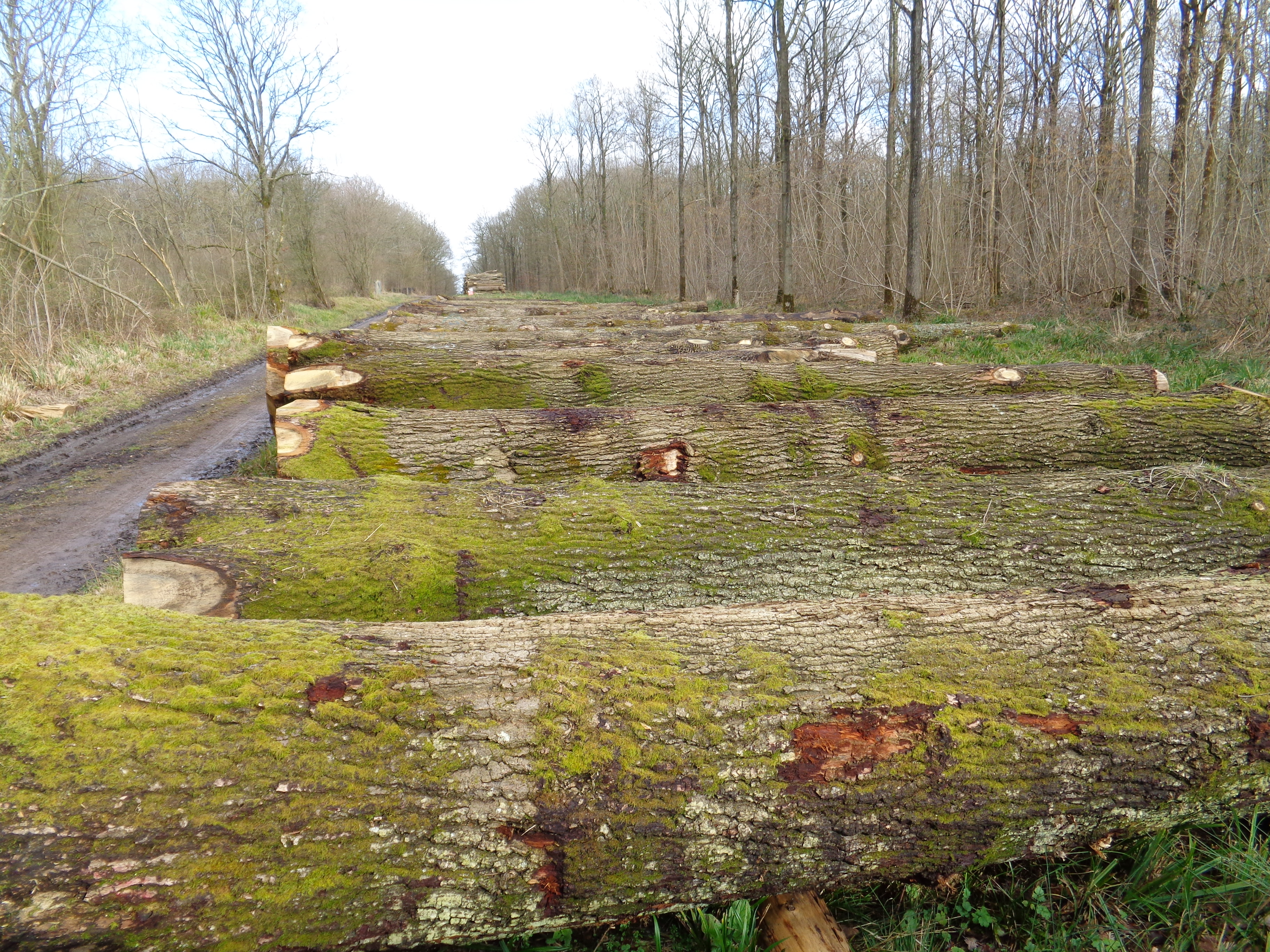 Braydon Woods logs by road 