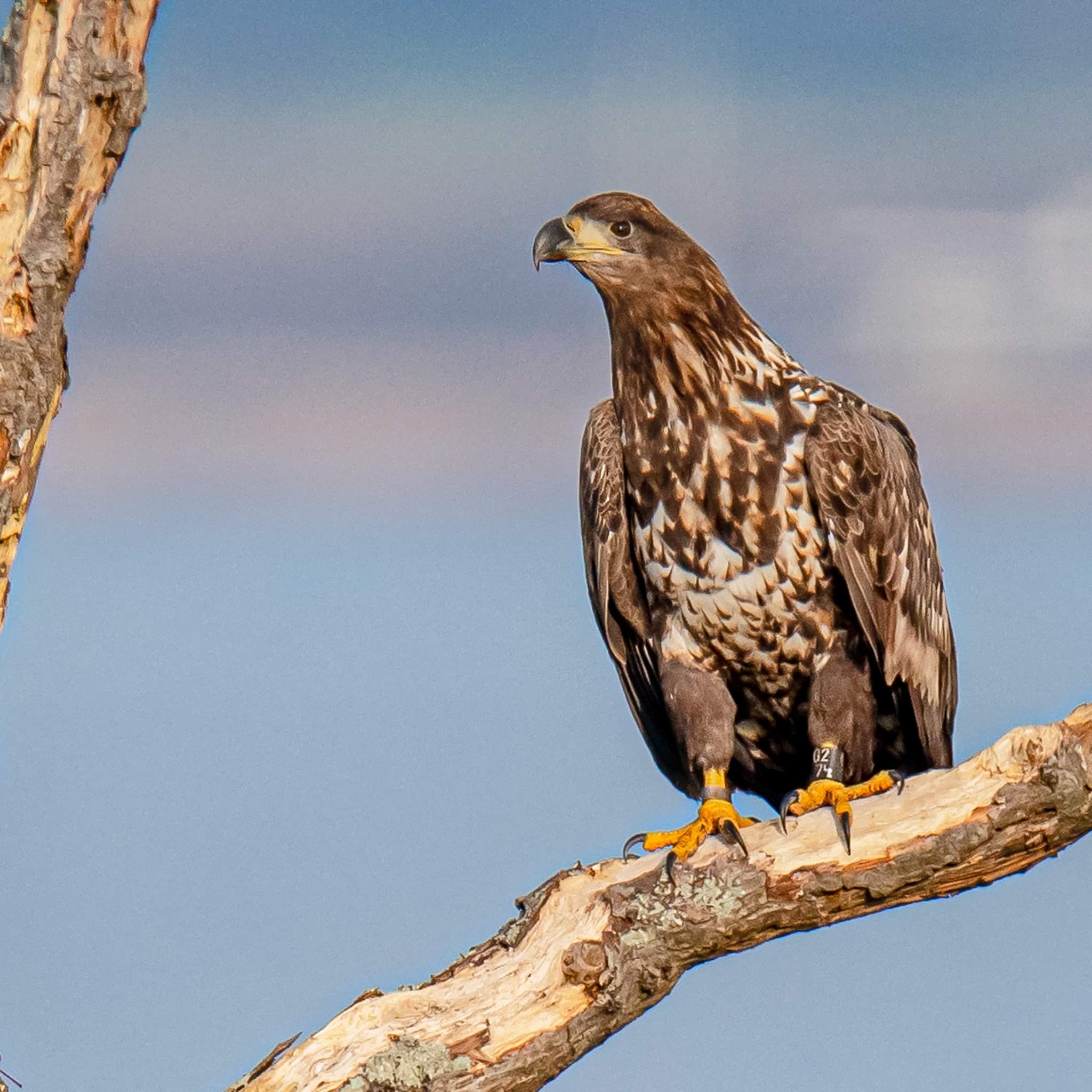 white tailed eagle