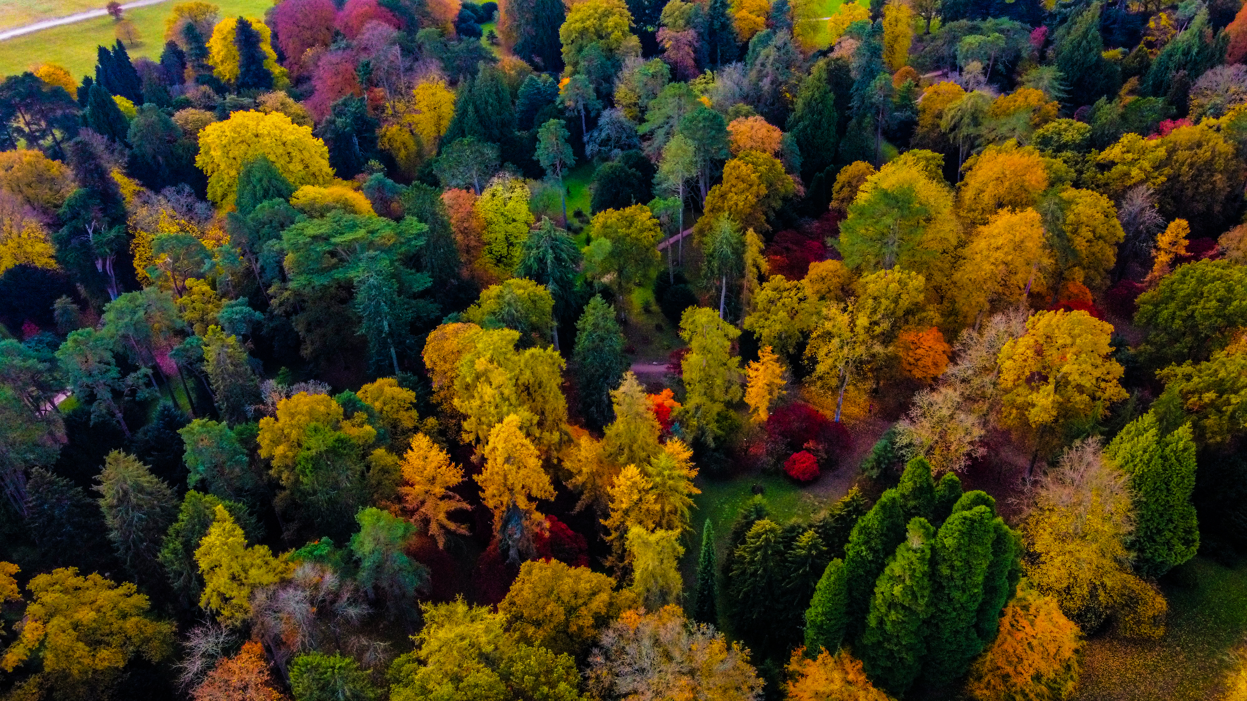 Autumn Forest Trees Enjoying Autumn With All Our Senses Thrive