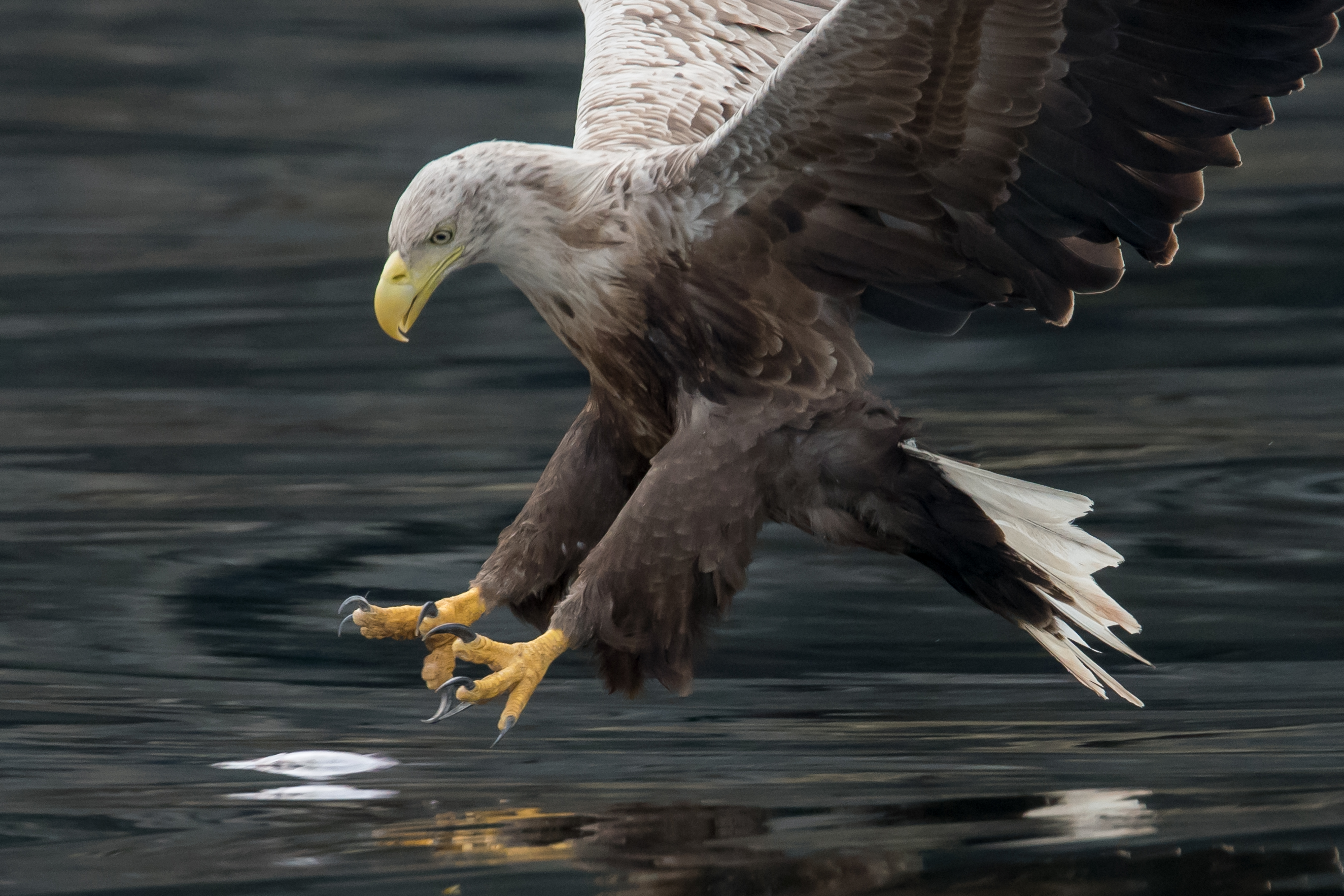 Britain's largest bird of prey the white-tailed eagle set to