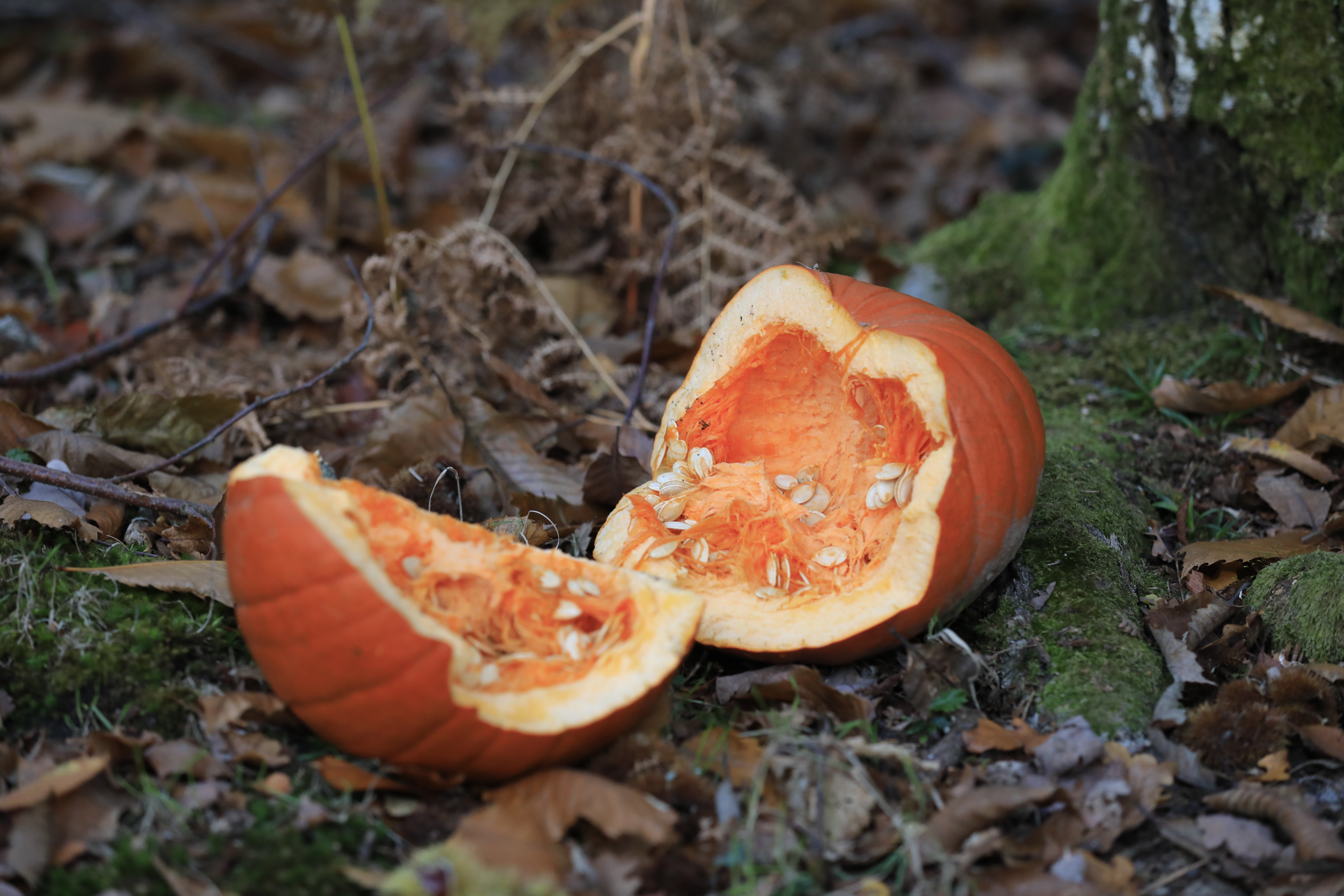 Pumpkins can be composted, donated to farms, fed to wildlife