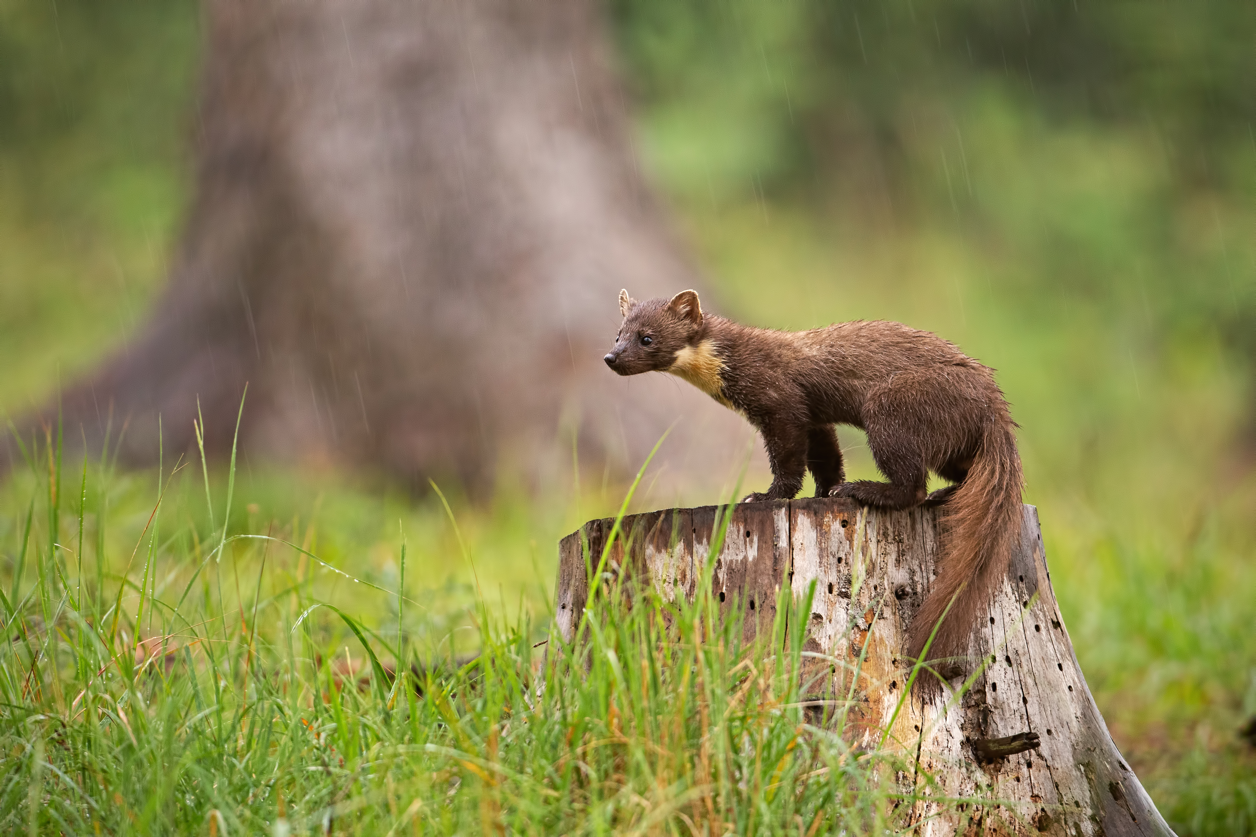 The return of pine martens to England's forests | Forestry England