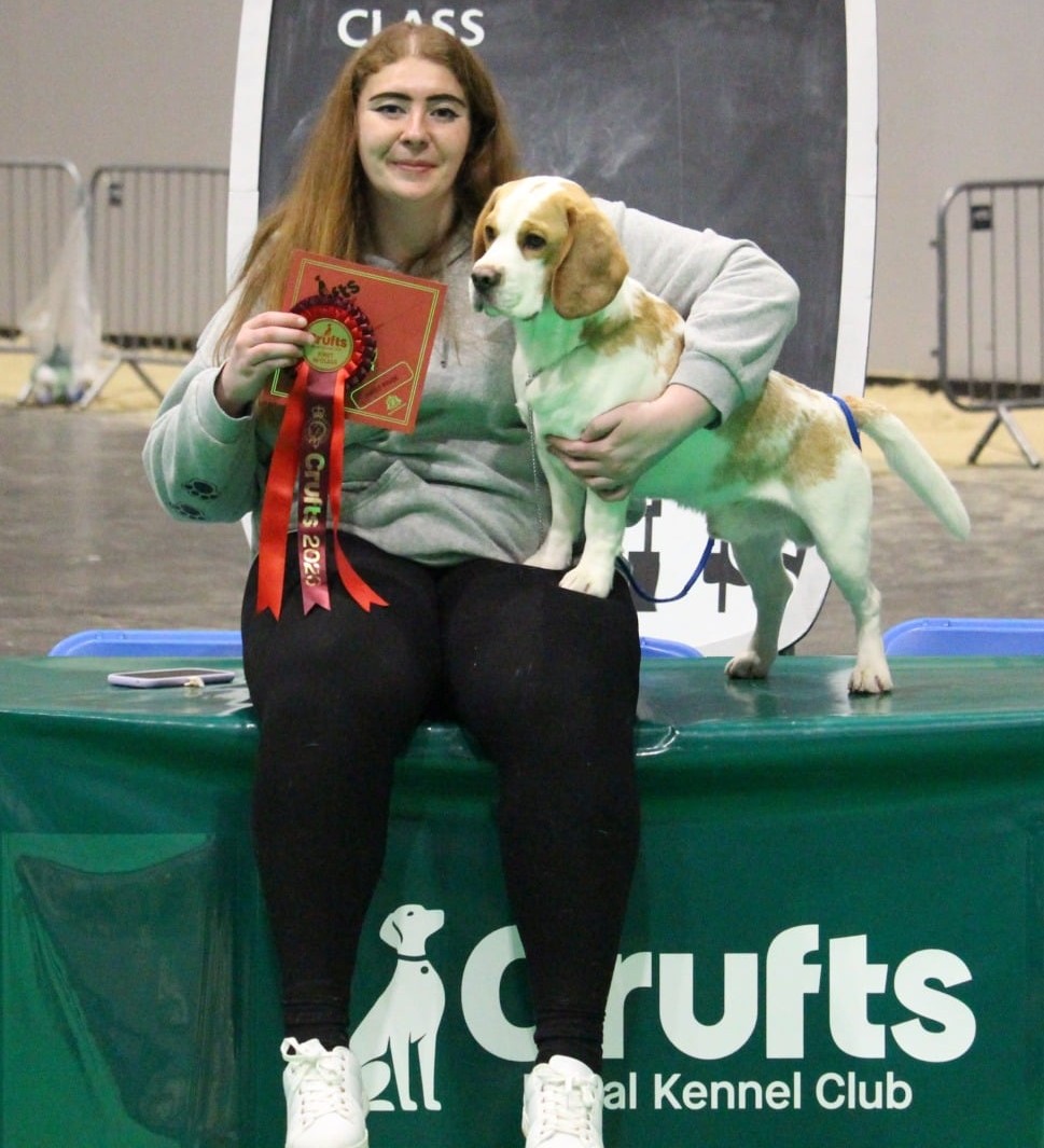 Sam Webster with one of her show beagles at Crufts