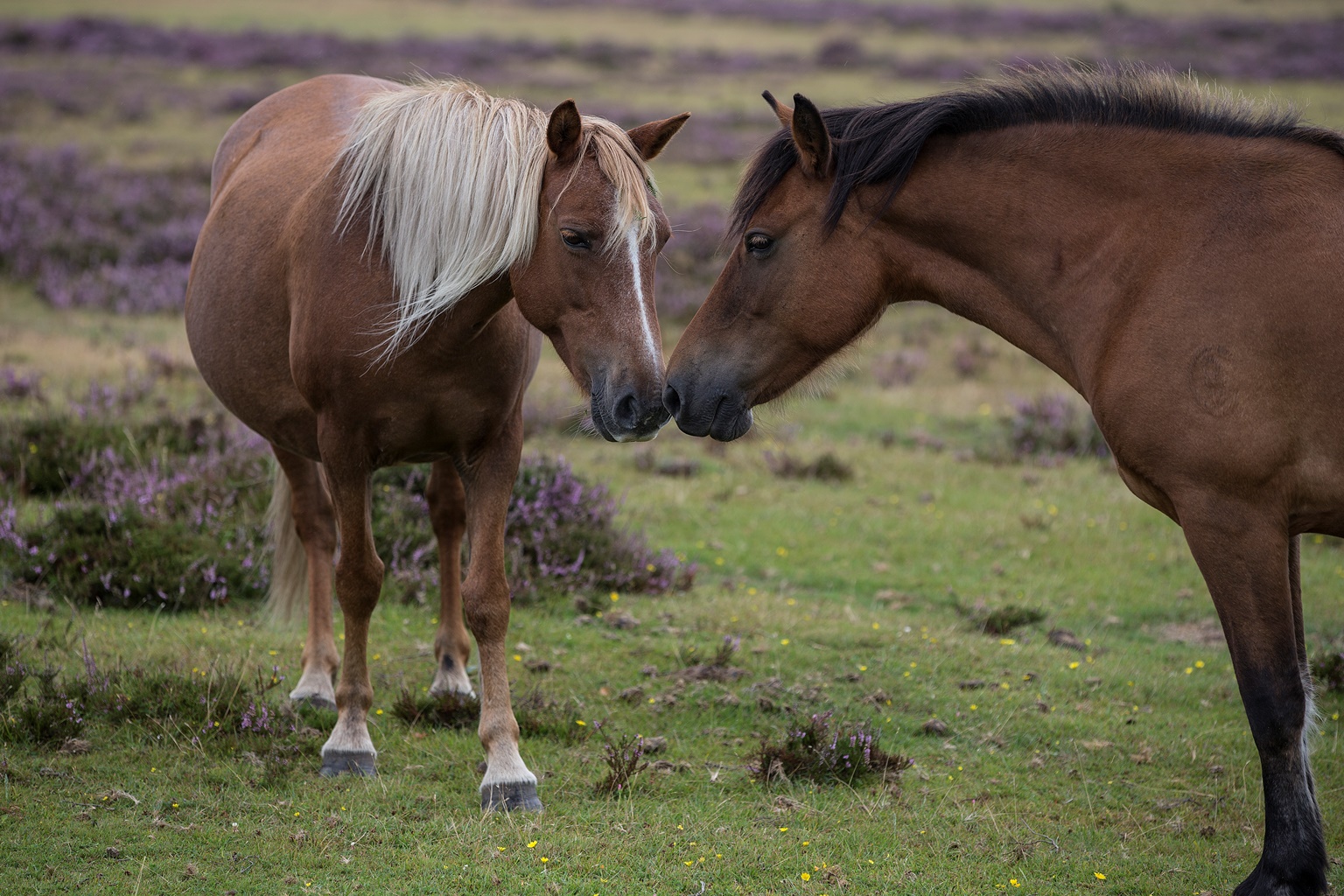 Two ponies New Forest
