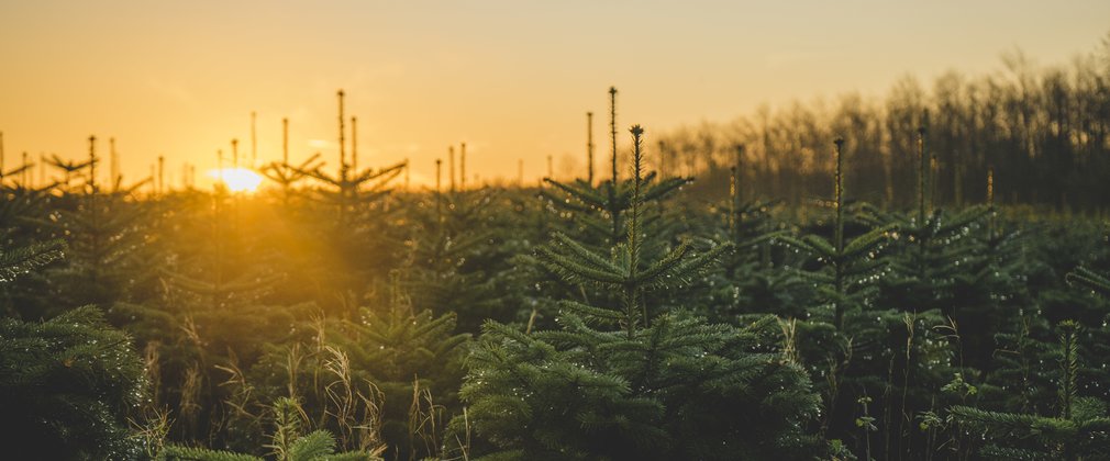 Lines of Christmas trees at sunrise