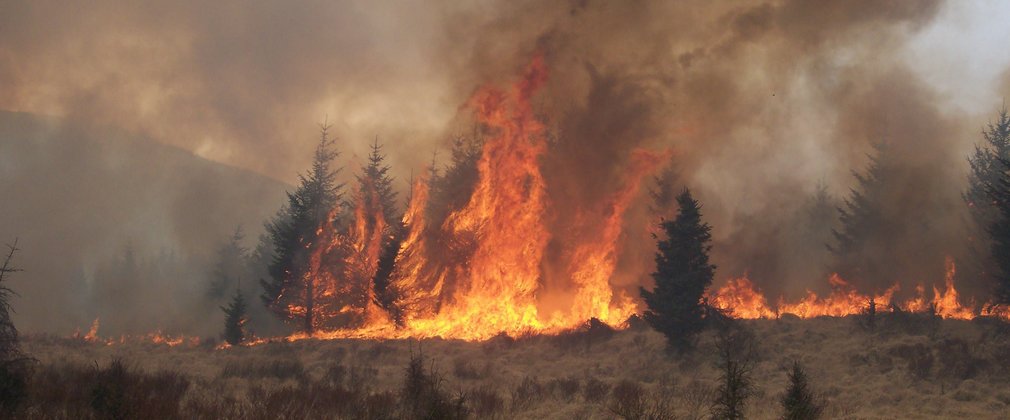 flames engulf trees with heavy black smoke soaring into the air 