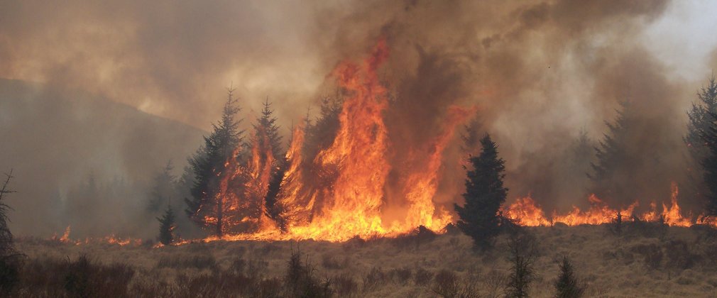 flames engulf trees with heavy black smoke soaring into the air