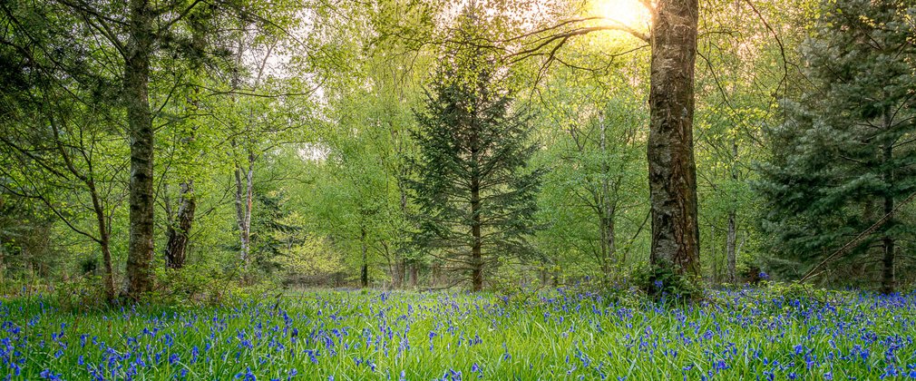 A carpet of bluebells under a group of conifer trees 