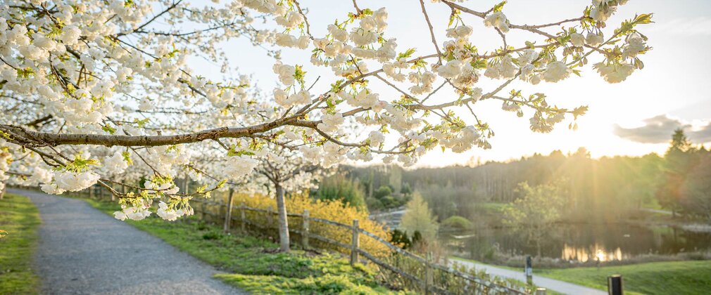 A branch of white cherry blossom leading to an avenue of trees as the sun goes down