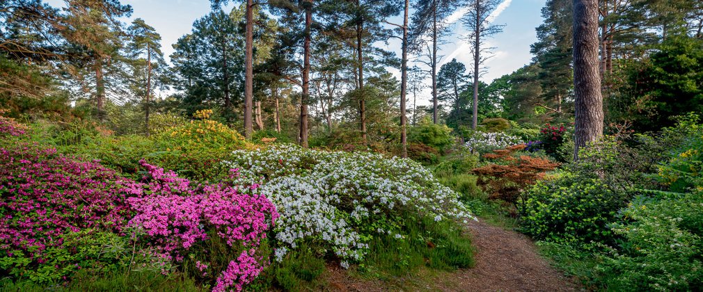 A dell full of colourful azaleas and rhododendrons with conifers all around