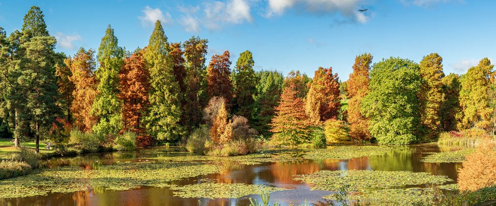 Marshals Lake at Bedgebury National Pinetum and Forest 