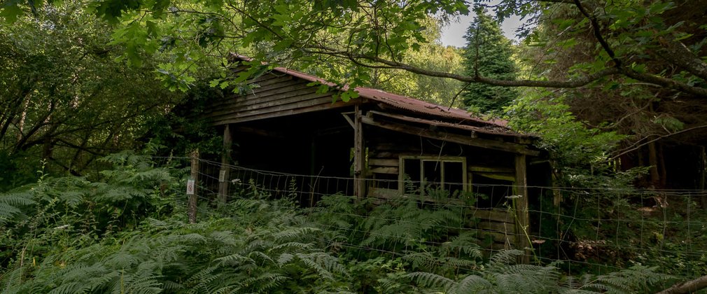 A disused sawmill surrounded by trees and overgrowth in Bedgebury Forest 
