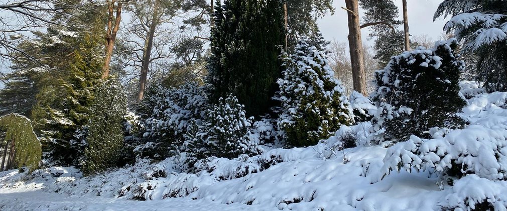 Tall trees stand covered in a thick layer of snow