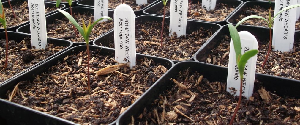 small square tubs cover a table. All tubs have compost filled to the top with a small green tree shoot pocking out from the middle. Each plant has a long rounded end label listing the tree name