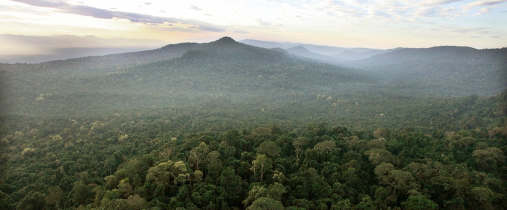 aerial photo over a densely wooded area of tall green trees. Hills roll in the background as the sun starts to rise behind. 