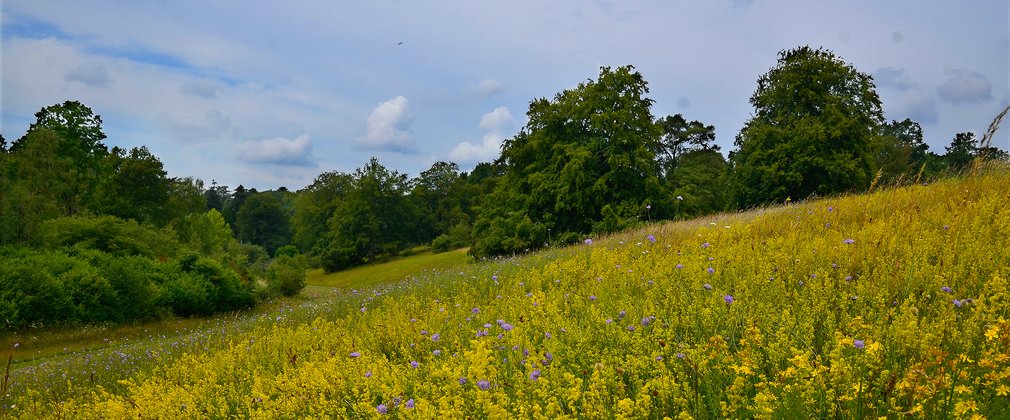 a field of yellow flowers makes the ground look completely yellow. In the background lush green trees stand against a cloudy sky