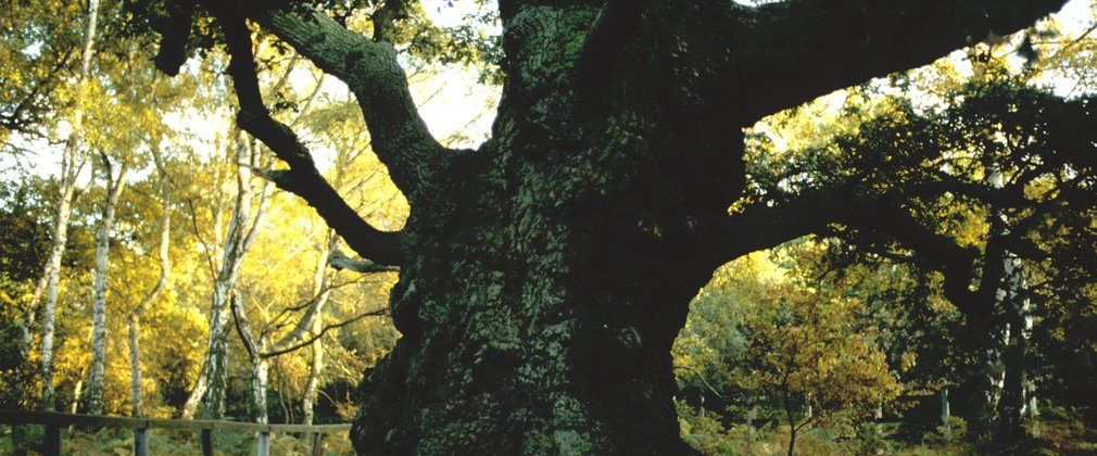 Ancient Oak Tree