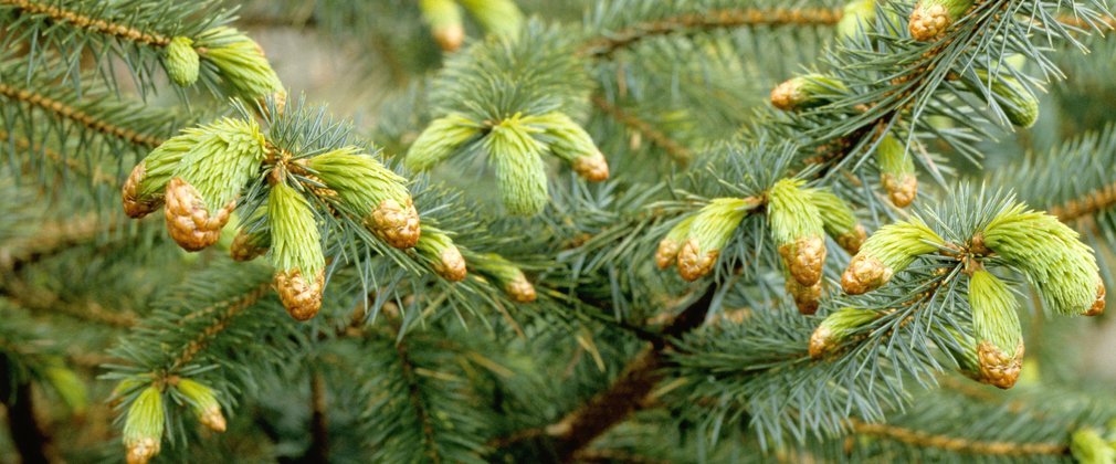 Sitka spruce cones budding