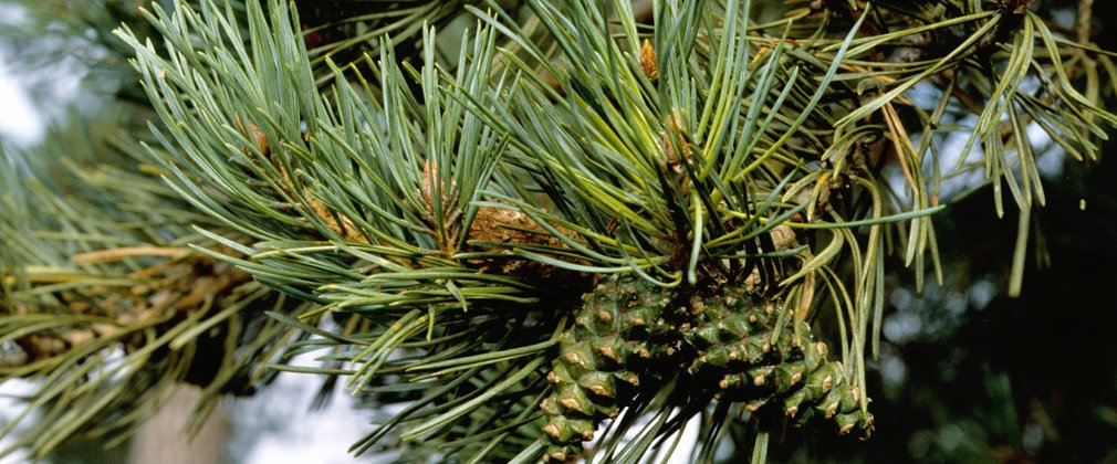 Close-up of needles and cones at the end of a Scots pine branch
