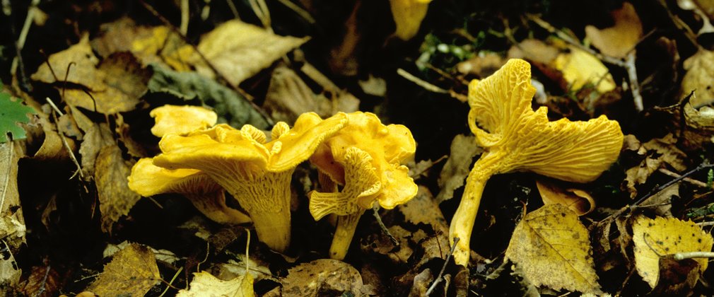 Chanterelle on forest floor