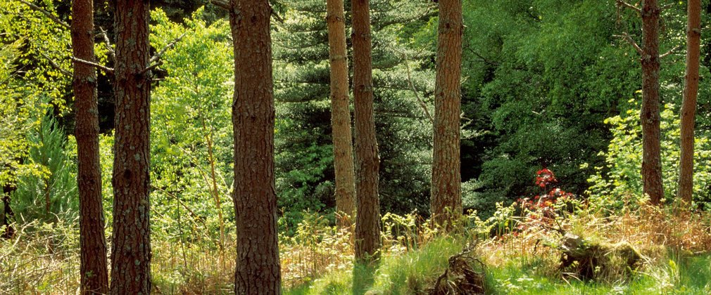 Mixed woodland on a sunny day 