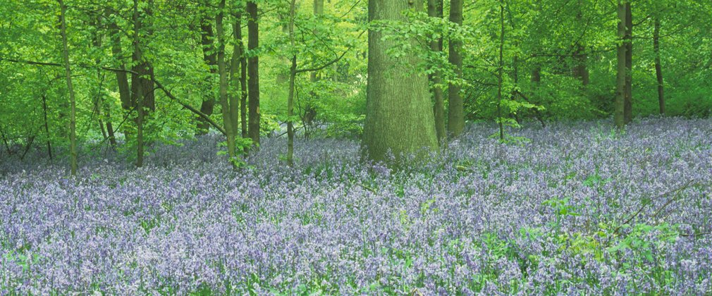Bluebells flowering under beech and oak woodland
