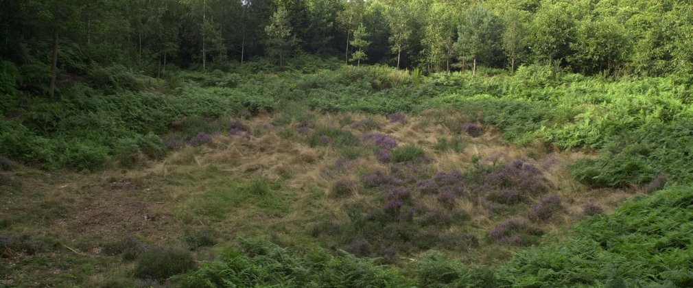 Maulden Wood