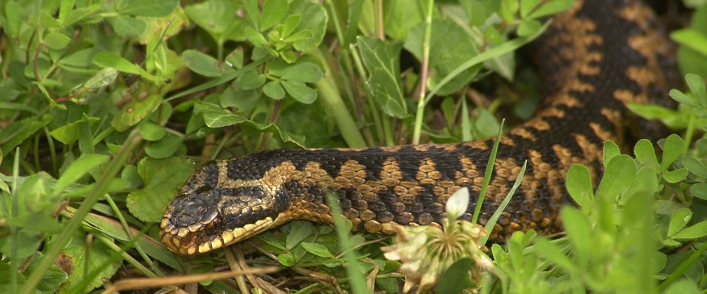 Adder adult