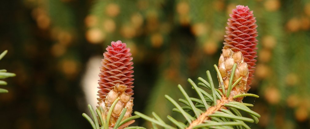 Close up of conifer cones