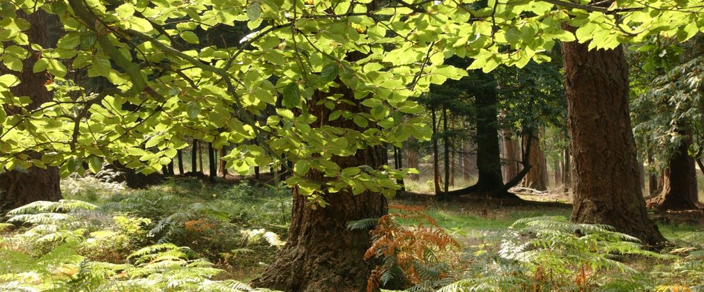 beech and oak tree