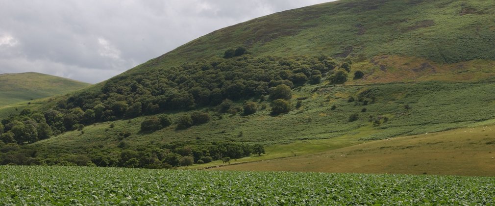 Ancient Woodland near Wooler