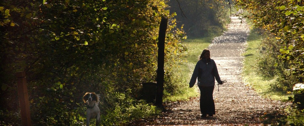 bourne wood dog walk