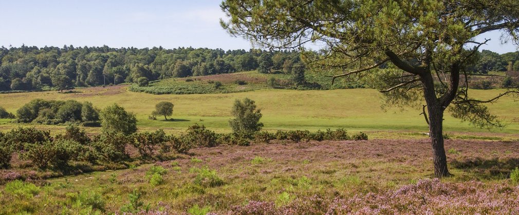 New Forest heathland