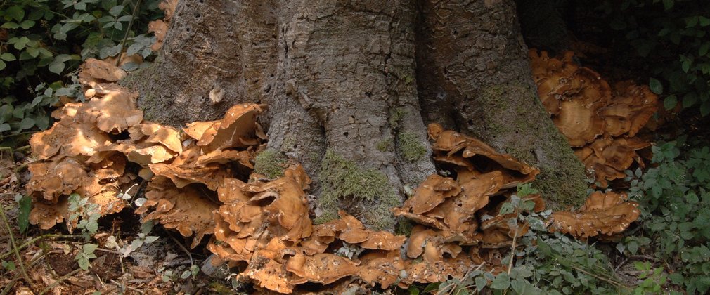 Bracket fungi growing around the base of a tree trunk