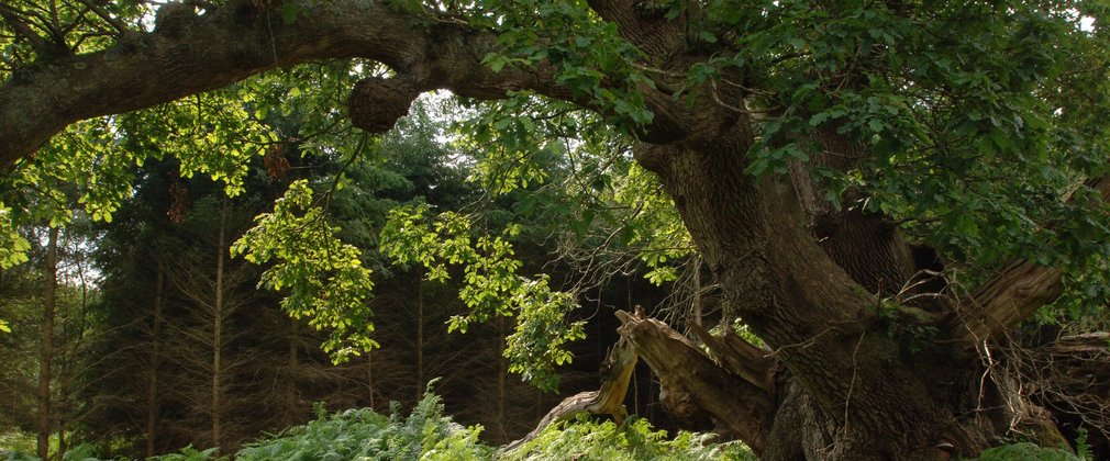 Large old tree with forest behind